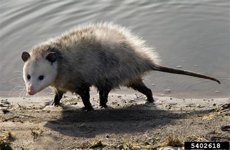 Virginia opossum (Didelphis virginiana)