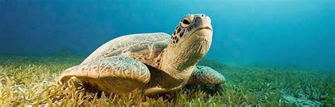 Sea Turtles Habitat and Distribution - Animal Facts and Information