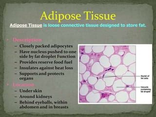 Adipose tissue | PPT