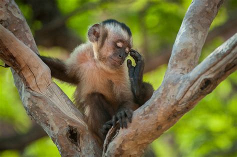 Brown Capuchin Monkey | Sean Crane Photography