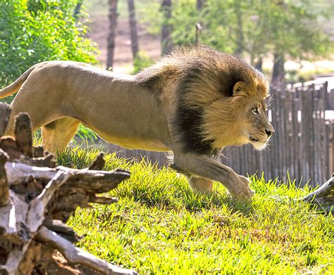 Male Lion In Africa