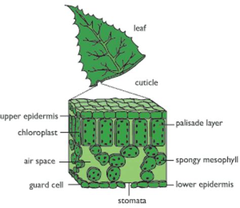 Stomata In Photosynthesis