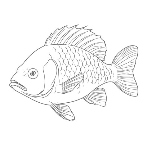 Carp Drawing Coloring Pages Outline Sketch Vector, Tilapia Drawing ...