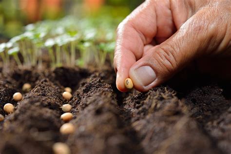 What Does 'Sow Thinly' Mean : A Guide To Thin Seed Spacing In Gardens