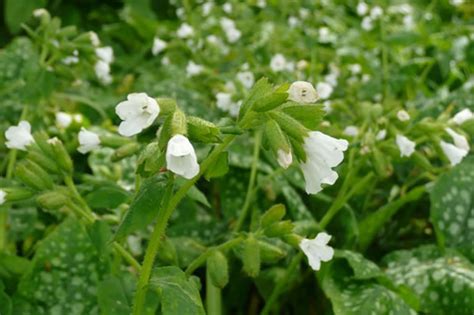 Pulmonaria ‘Sissinghurst White’ – Plants – Oak Leaf Gardening