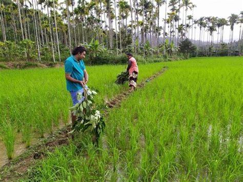 Traditional Way to Control Leaf Roller Pest in Rice