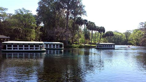 Monkeys invade Silver Springs state park | FOX 51 Gainesville