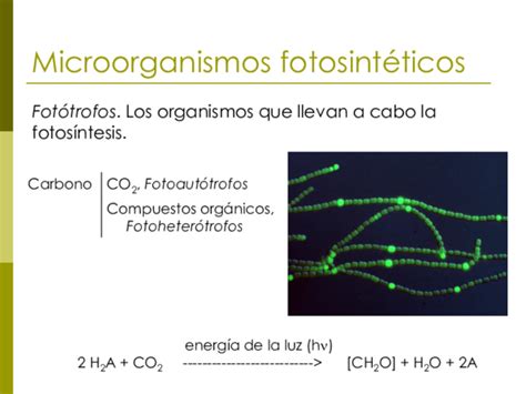 (PDF) Microorganismos fotosintéticos | biologia upiiz - Academia.edu