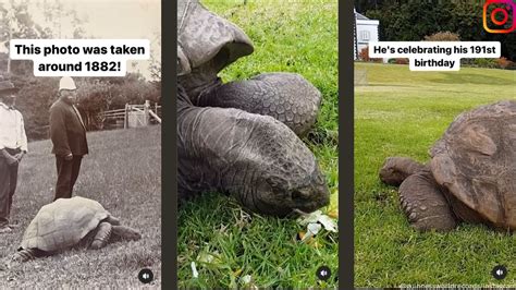 World’s oldest living land animal, a tortoise, turns 191 | Trending ...