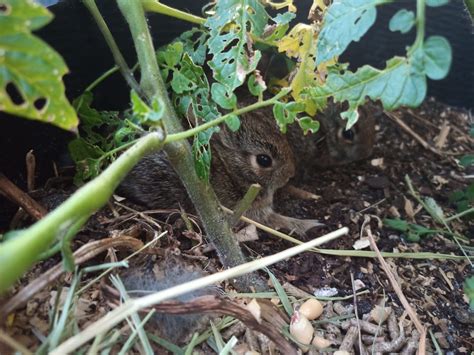 A wild mama rabbit made a nest in one of our potted plants : r/Rabbits