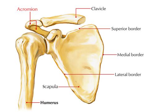 Structure of Acromion Process | Shoulder anatomy, Body bones, Anatomy ...