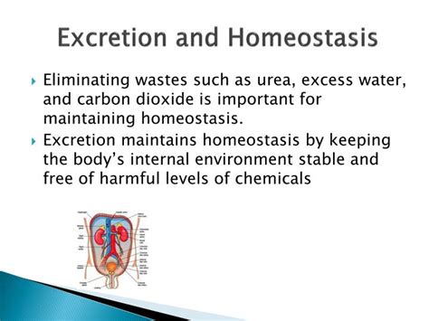 PPT - The amazing excretory system PowerPoint Presentation - ID:2432397