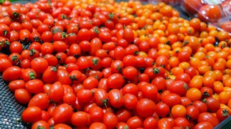 Industry Leader Optimistic Despite Oversupply of Florida Tomatoes ...