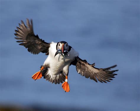 Puffin FAQs | Audubon Seabird Institute