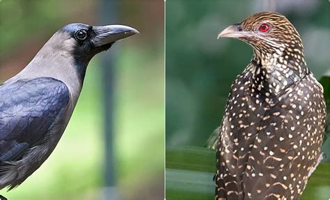 Host v. Parasite: How the Crow and the Koel Contend to Protect Their ...