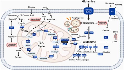 Glutamine metabolism: from proliferating cells to cardiomyocytes ...