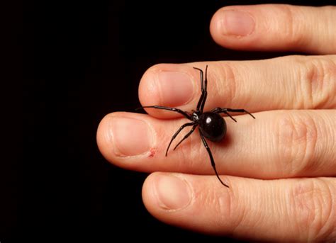 Black Widows' Bad Rap: 4 Myths About the Spider | Live Science