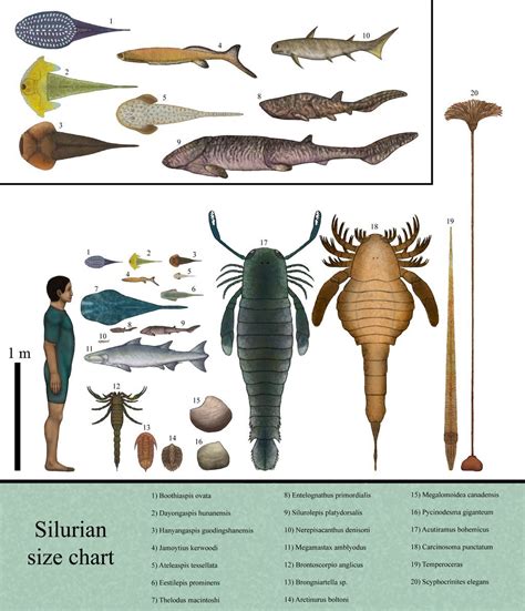 History size chart: Silurian by Dragonthunders on DeviantArt | Ancient ...