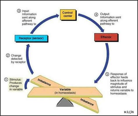 Homeostasis | Anatomy and physiology, Ap biology, Physiology