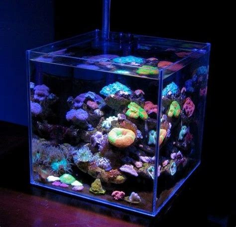 Feature Aquarium: EcoReef One: A New Kind of Nano Reef | Saltwater ...