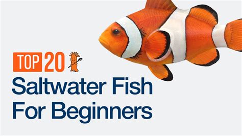 The Top 20 Saltwater Aquarium Fish For Beginners - Bulk Reef Supply