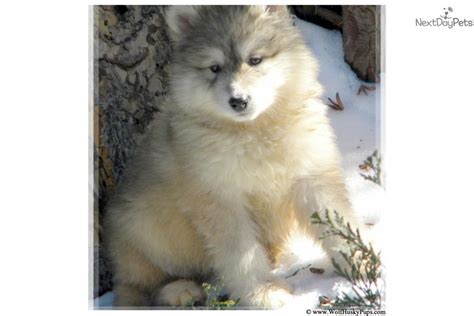 Giant Wolamutes: Wolf Hybrid puppy for sale near Las Vegas, Nevada ...