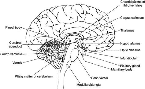 Labeling The Brain Quiz