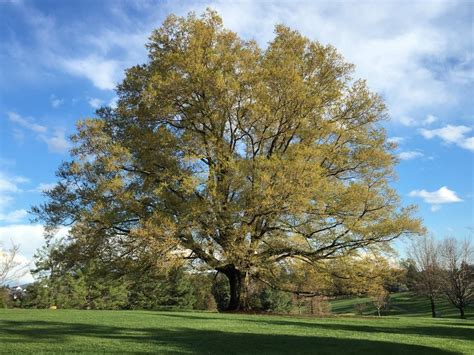 Today is White Oak Day! - Meigs Point Nature Center