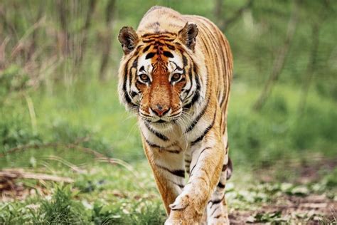 10 of the Most Endangered Species in India in 2024 | Earth.Org