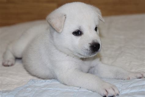 Korean Jindo Dog Puppy White - Free photo on Pixabay - Pixabay