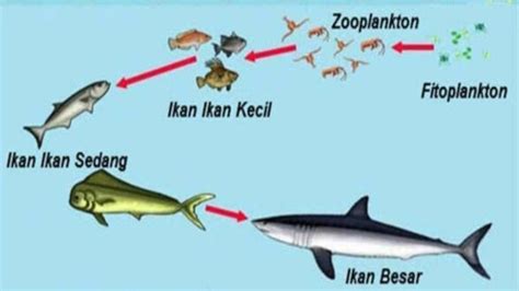 Urutan Rantai Makanan di Laut, Proses Memakan dan Dimakan