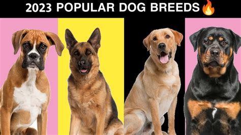 7 Most Popular Dog Breeds Of 2023 🔥 - YouTube