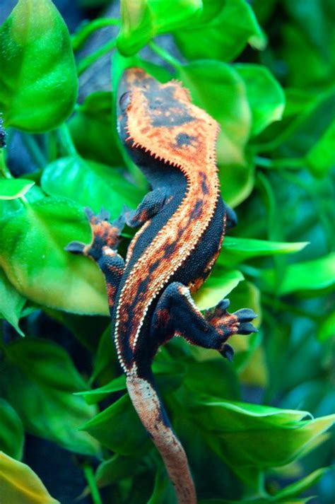 Halloween Gecko | Cute reptiles, Crested gecko, Animals