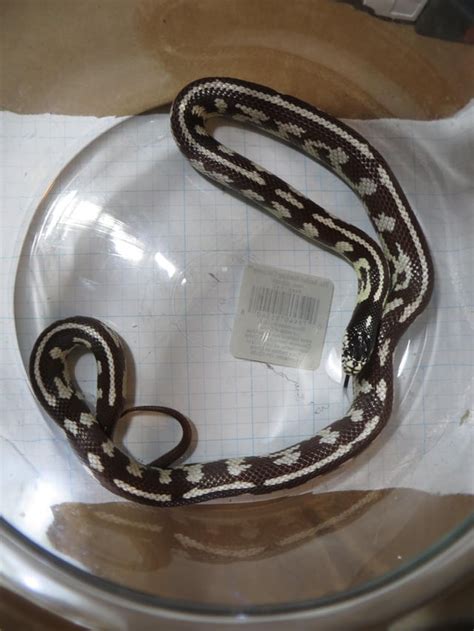 Wondering what morph she is : r/kingsnakes