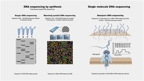 Dna Sequencing - Biology Simple