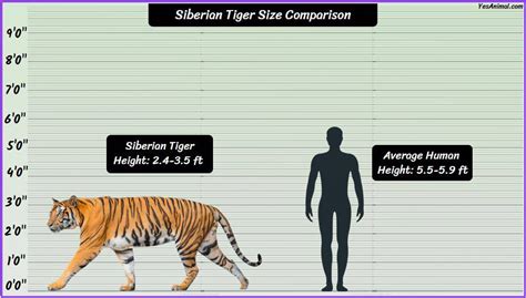 Siberian Tiger Size: How Big Are They Compared To Others?