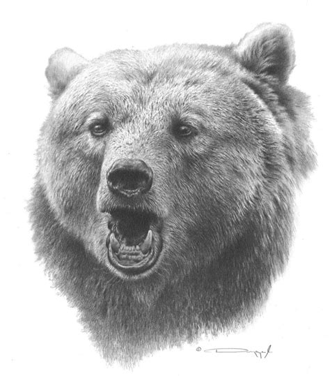 Grizzly Bear – Original Pencil Drawing by Dennis Mayer Jr. Valued at ...