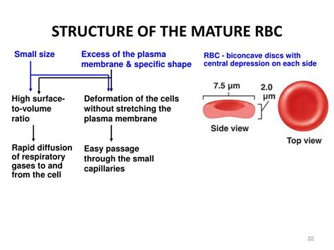 PPT - BLOOD 1. COMPOSITION, FUNCTIONS, RBC. PowerPoint Presentation ...