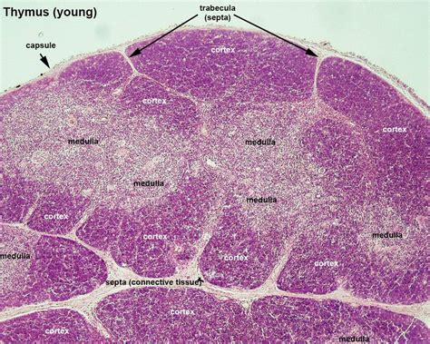 Thymus Gland Histology Labeled Anatomyforme Endocrine Histology ...