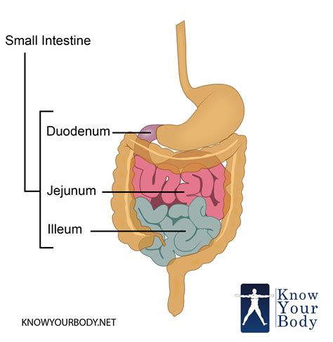 Small Intestine - Function, Anatomy, Location, Length and Diagram