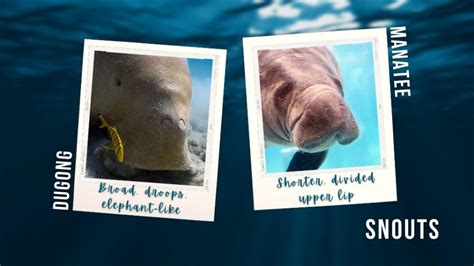 Dugong vs Manatee – 6 Ways to Tell the Difference