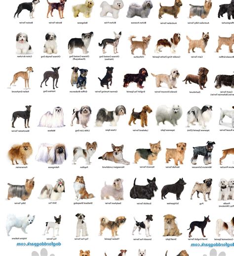 Small Dog Breeds Dog Breeds In Alphabetical Order Names Of Dog Breeds ...