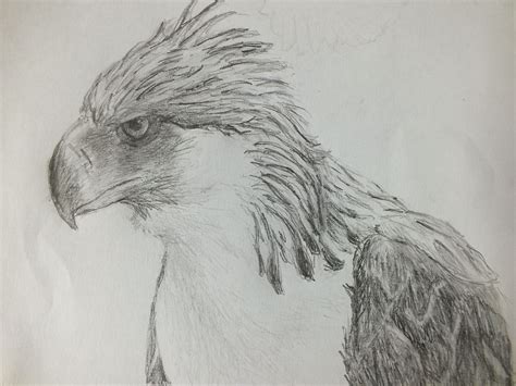 Philippine Eagle Drawing