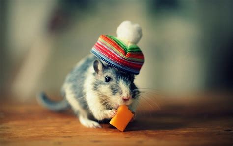 Cute Mice Wallpapers - Wallpaper Cave