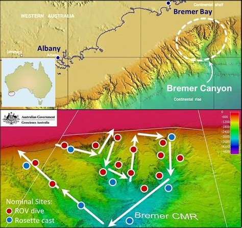 Stunning Deep-Sea Coral Gardens Discovered in the Submarine Canyons Off ...