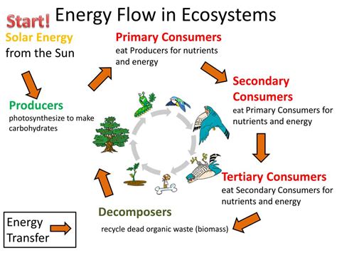 PPT - The Cycling of Matter & Energy PowerPoint Presentation, free ...