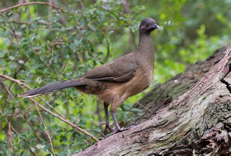 Plain Chachalaca | Audubon Field Guide