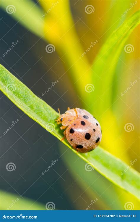 Cute beetle on pink flower stock photo. Image of wildlife - 167234782