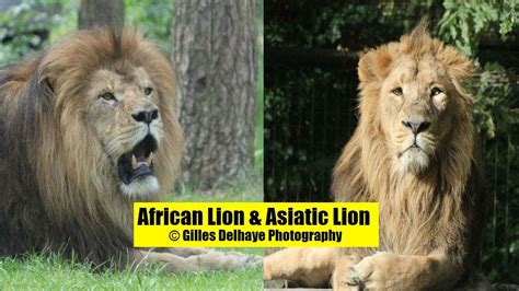 African Lion & Asiatic Lion - The Differences - By G.Delhaye ...