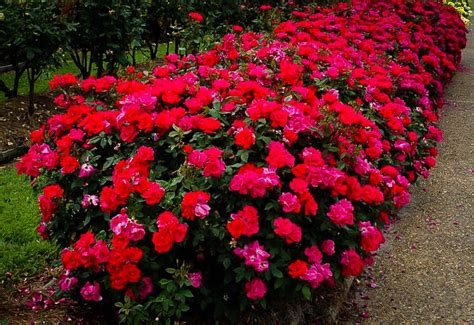 Red Knockout Rose Bushes For Sale Online | The Tree Center™